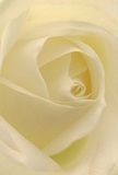 This image invites you to nestle within the gentle heart of a cream-white rose, its spiraled petals opening softly-as if touched by the dawn mist rising over Putney Heath. The delicate, whisper-light texture of each petal beckons the senses, their ivory tones enhanced by faint shadows that provide quiet depth and an almost tangible serenity. There's a luminous calm reminiscent of early walks along the Thames, where the city's energy fades into peaceful reflection. For a Putney florist, this rose stands as the purest gesture-chosen often to convey respect, gentle remembrance, or admiration at moments of heartfelt sincerity. The suggestion of its delicate fragrance-clean, understated, yet instantly recognizable-brings comfort and freshness to any room or gathering. Captured from a close perspective, the image not only reveals the rose's refined beauty but also the thoughtful craftsmanship and emotion woven into every arrangement delivered across Putney, making each occasion a little brighter and more meaningful.
